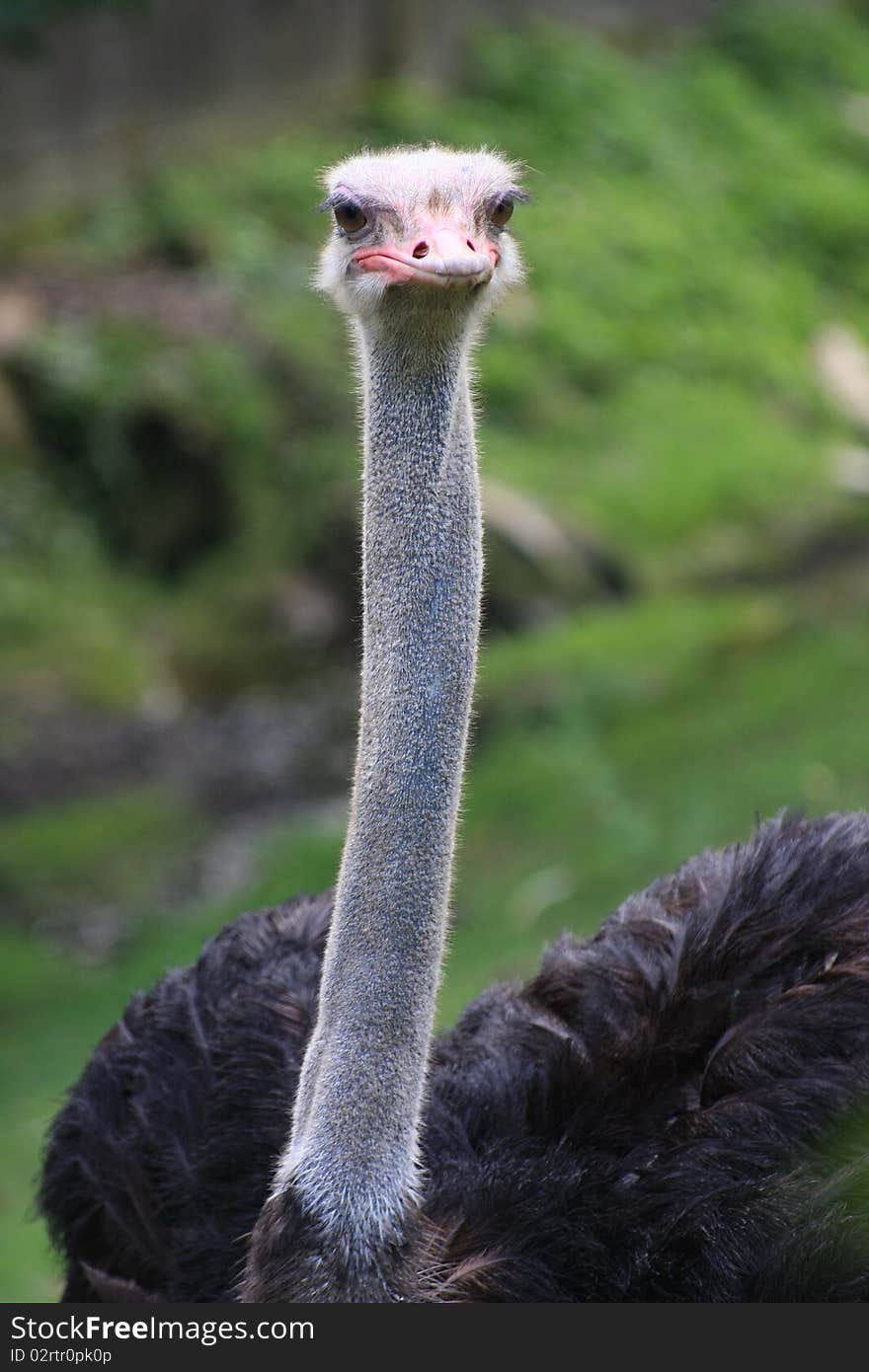 Ostrich