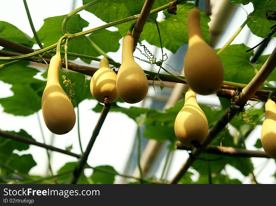 Calabashs still on the vine in the garden, ready for harvest. Calabashs still on the vine in the garden, ready for harvest.