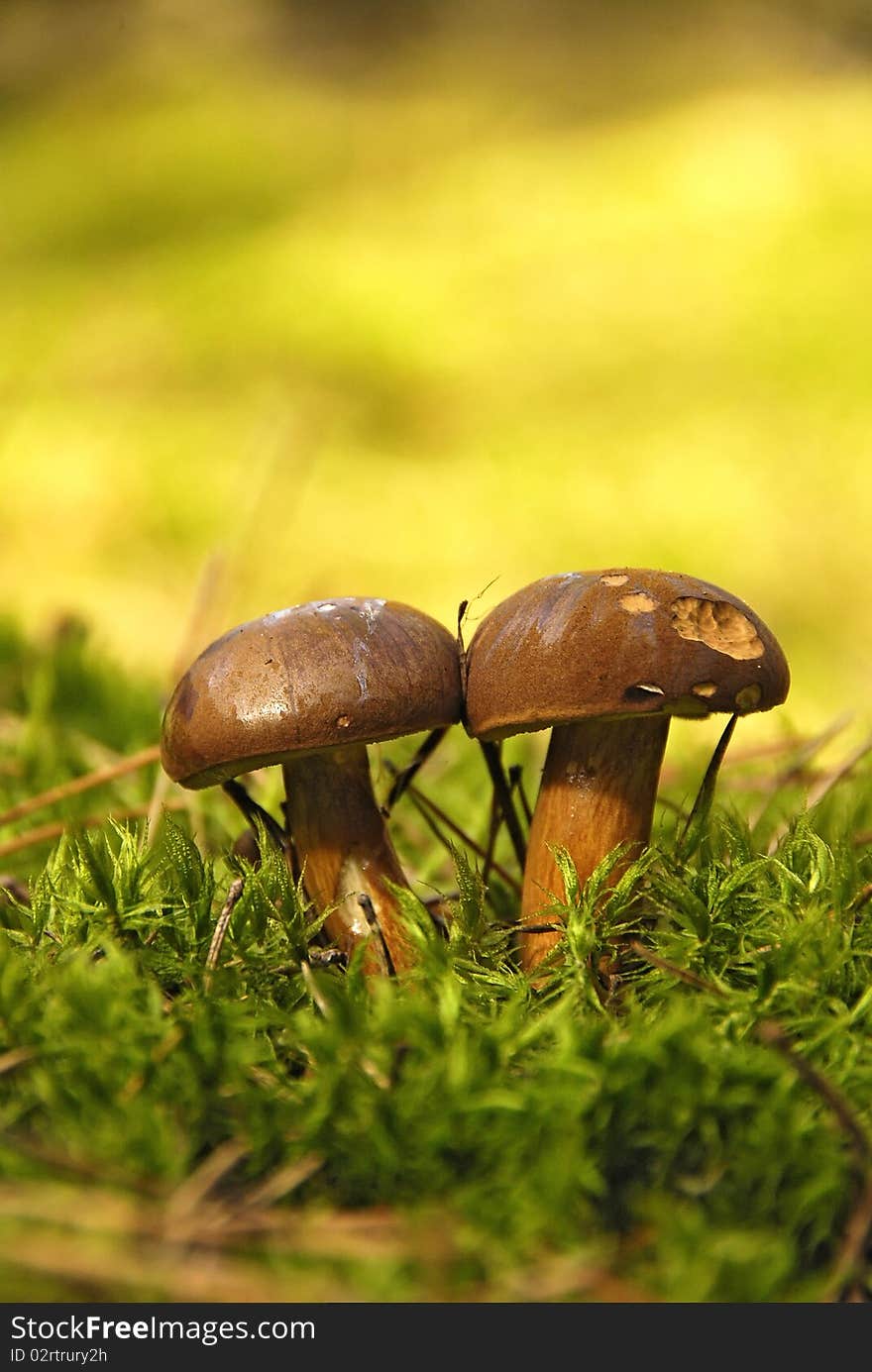 Edible mushroom on moss in the forest