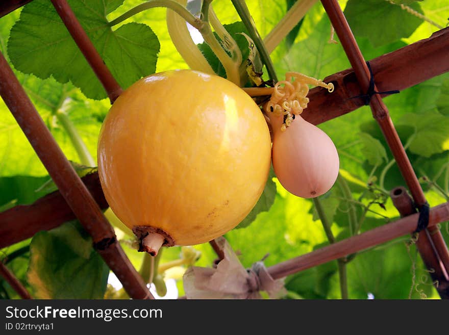 Pumpkins  On The Vine