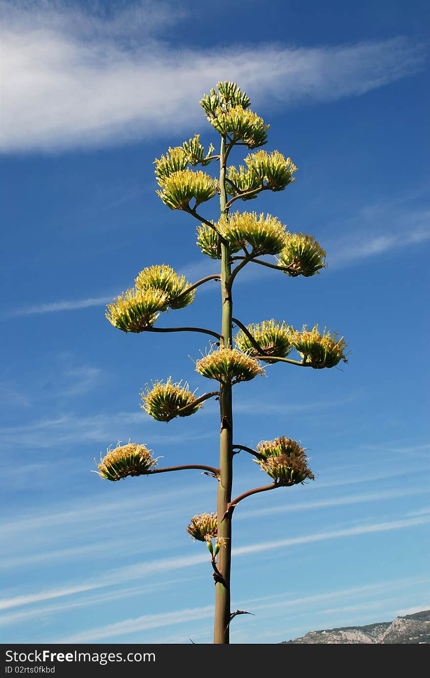 Flowers of the american Agave plant