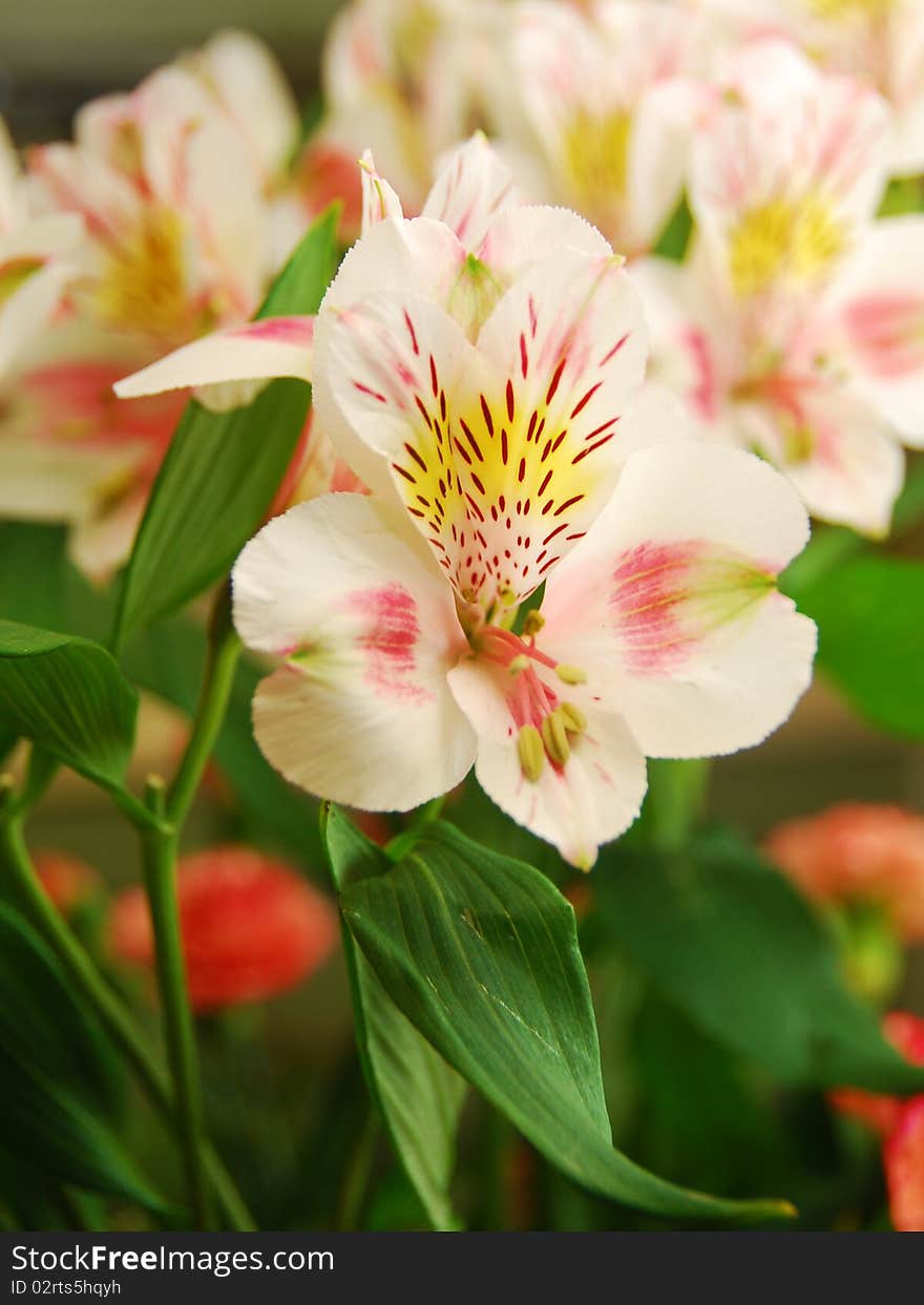 Alstroemeria