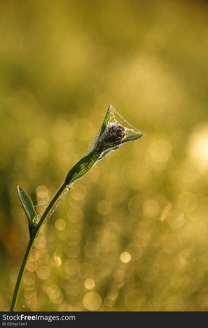 Flower with the web in the morning dew