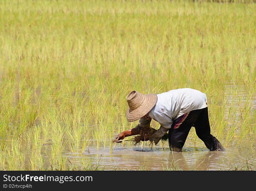 Farmer plants rice in the rice field, Thailand. Farmer plants rice in the rice field, Thailand