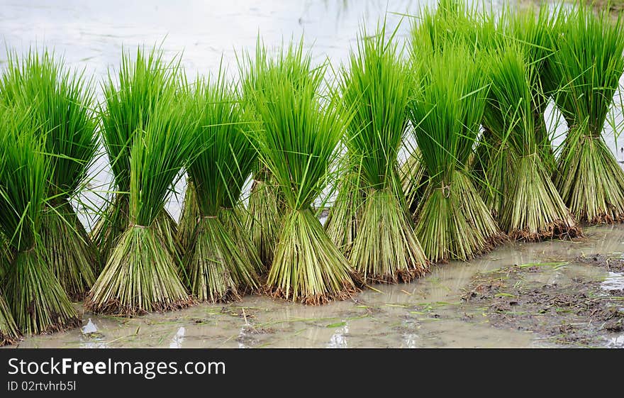 Young Rice Plant