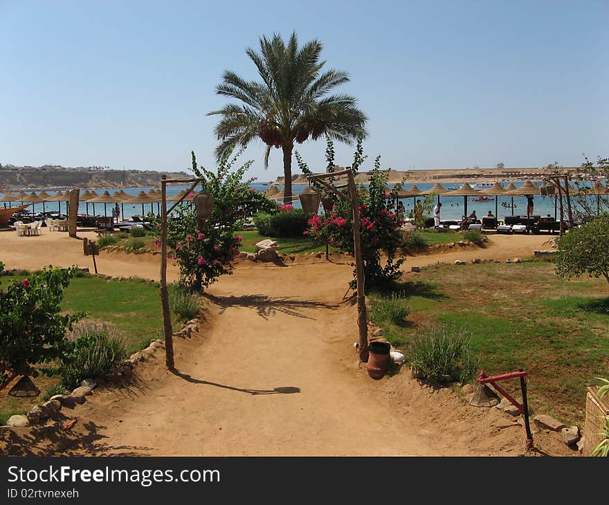 Exotic Red Sea sand beach in Egypt with umbrellas and palm. Exotic Red Sea sand beach in Egypt with umbrellas and palm