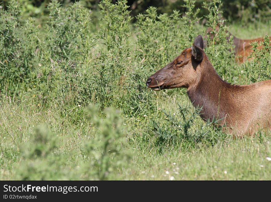 Cow elk