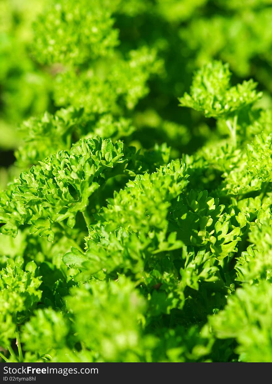 Fresh green parsley leaves background. Fresh green parsley leaves background