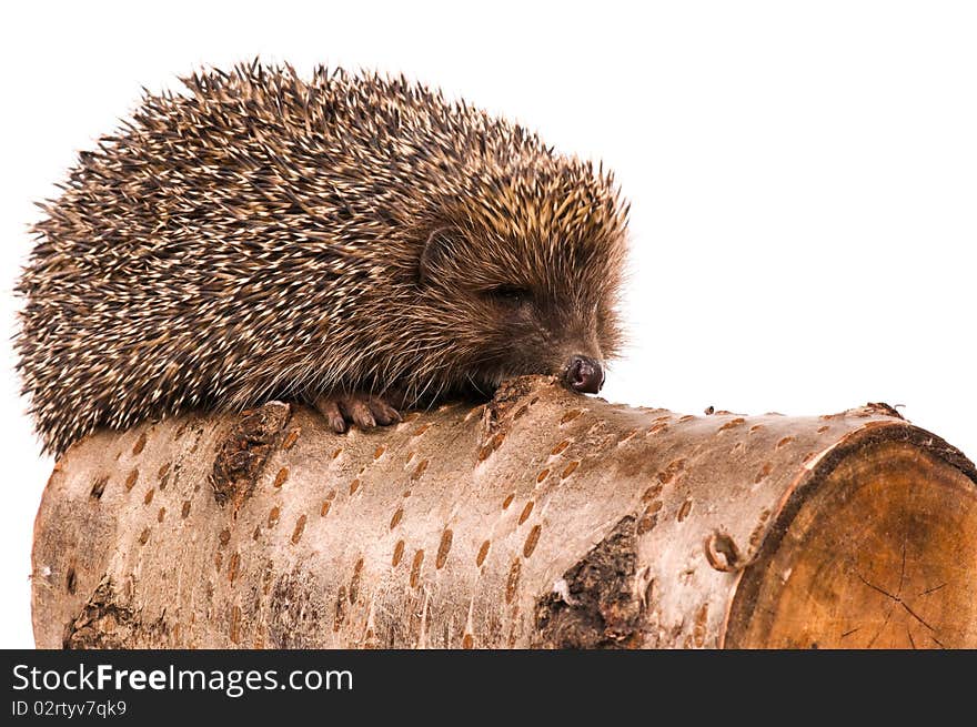 Hedgehog