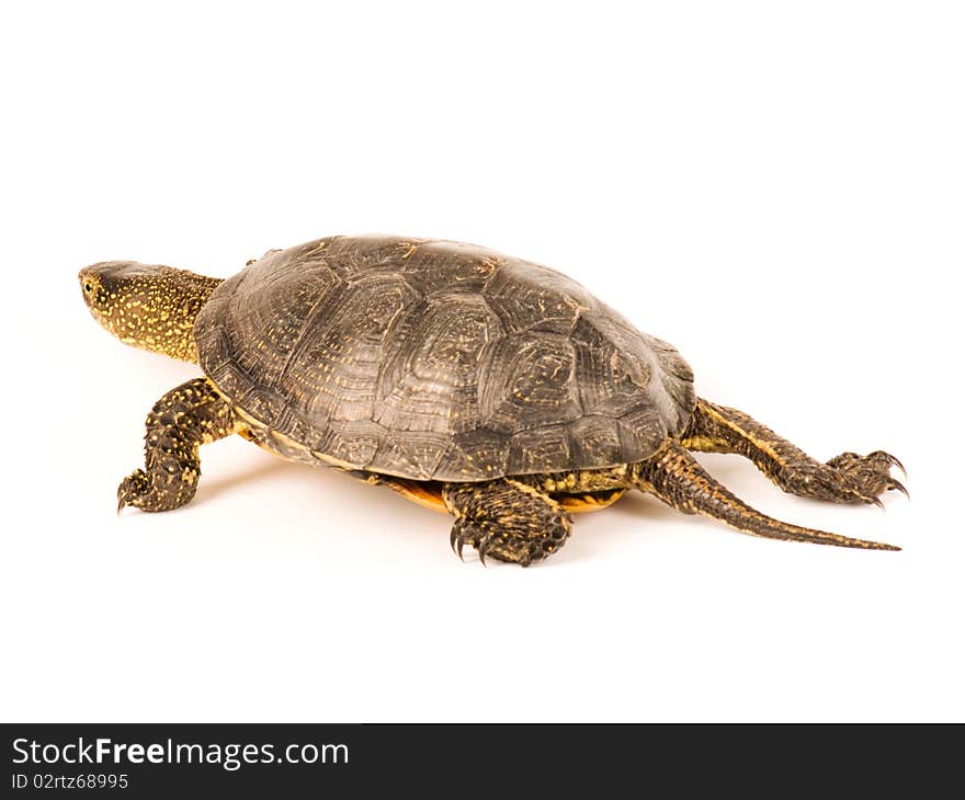 Cute small turtle isolated on white background
