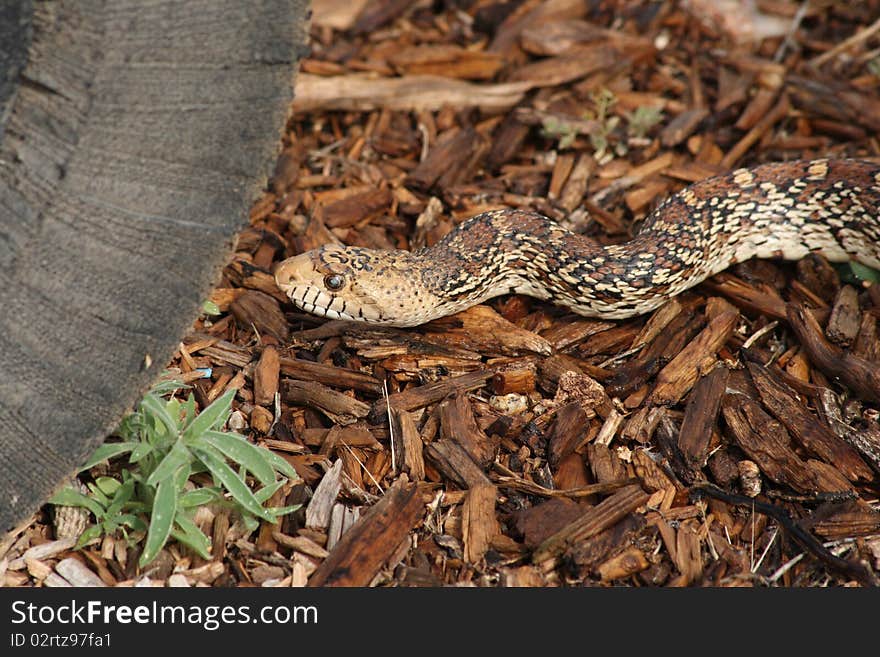 A bull snake, resembling a rattlesnake, but neither aggressive nor poisonous, gives the camera the eye.