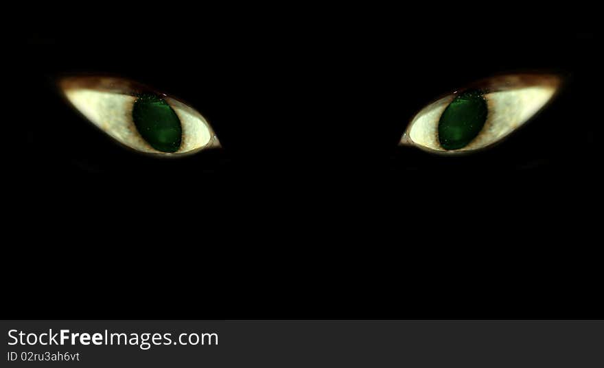 Shining green cats eye in darkness