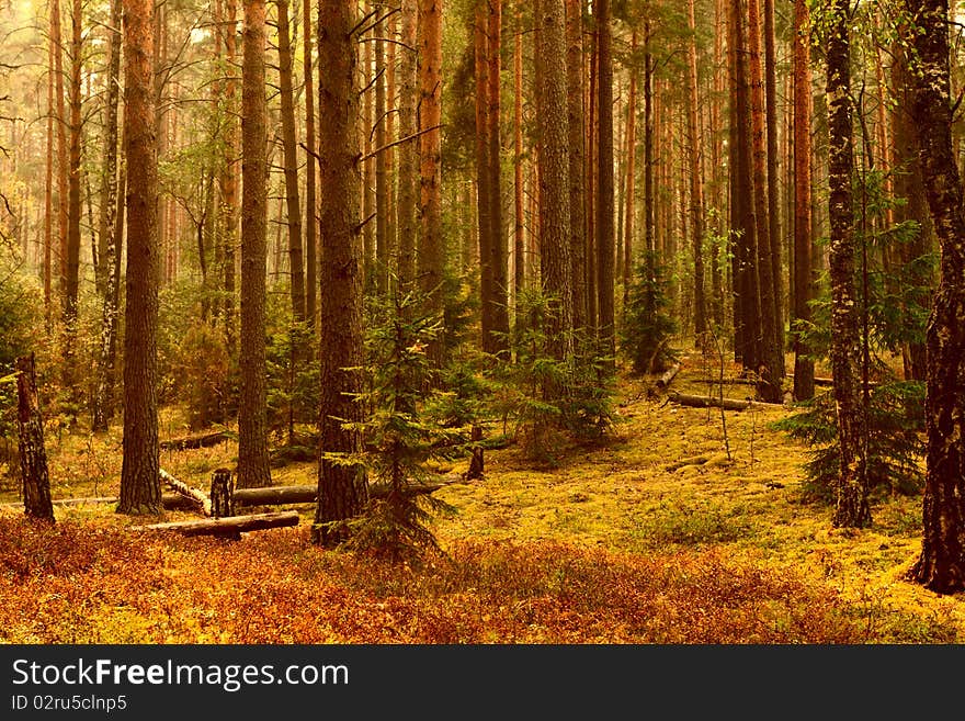 Pine forest in sunlight and carpet of moss. Pine forest in sunlight and carpet of moss