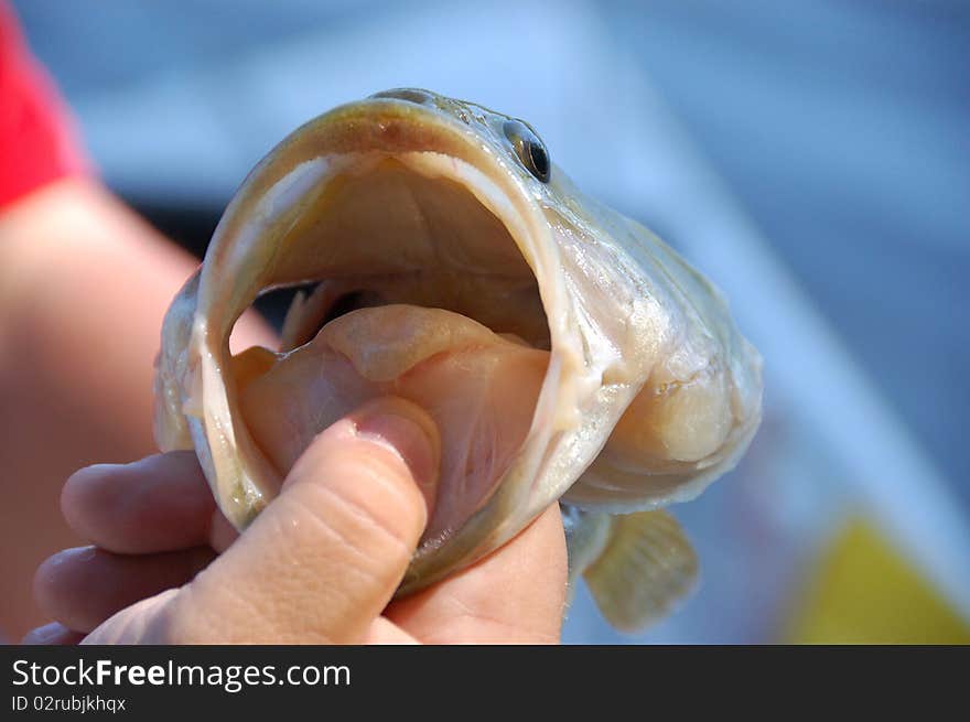 Fisherman holding a large mouth bass closeup. Fisherman holding a large mouth bass closeup