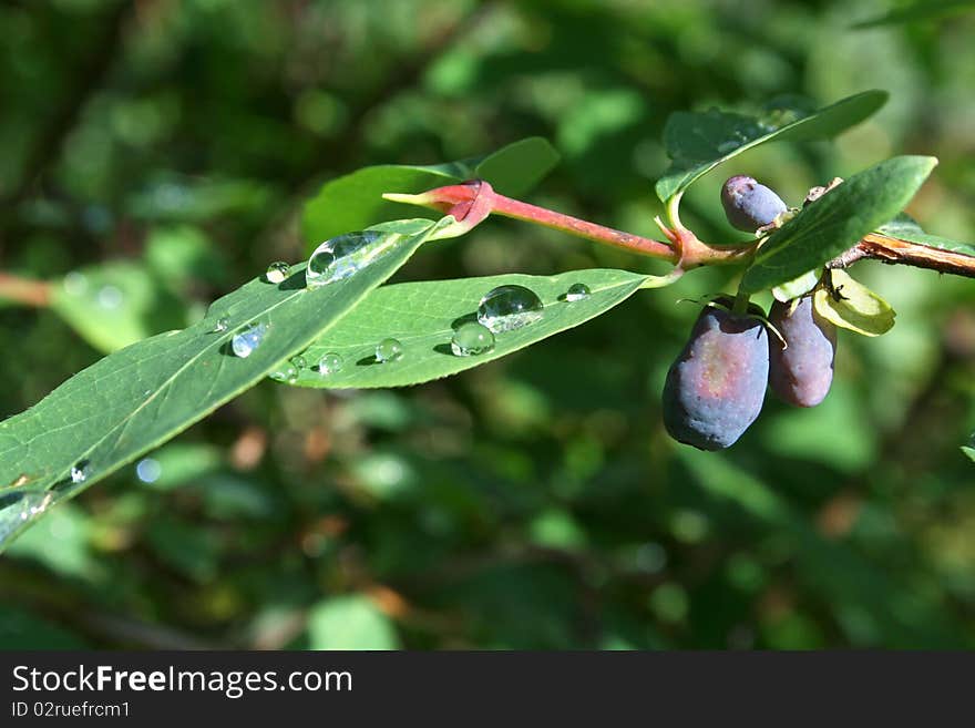 Honeysuckle