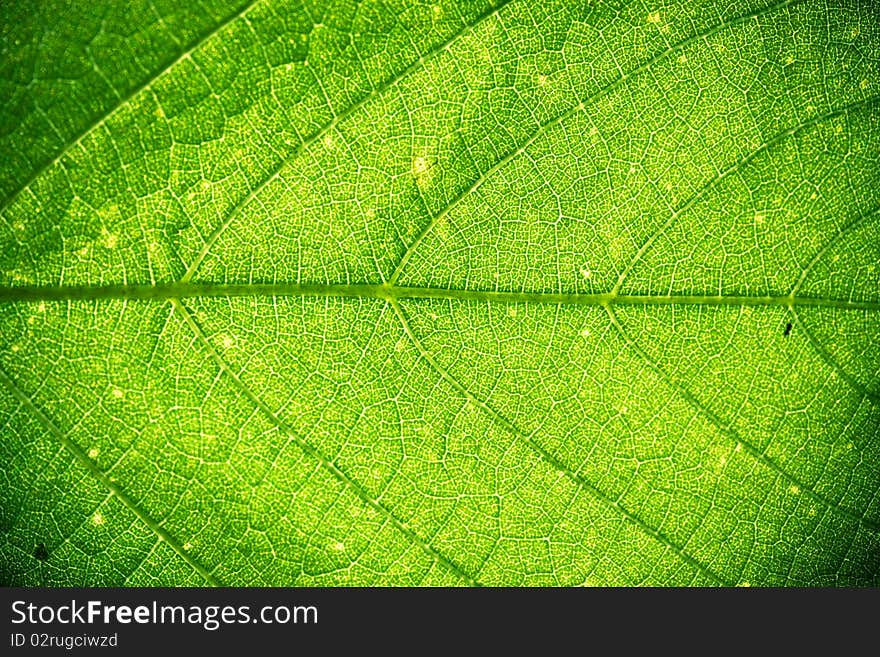 A very beautiful leaf texture