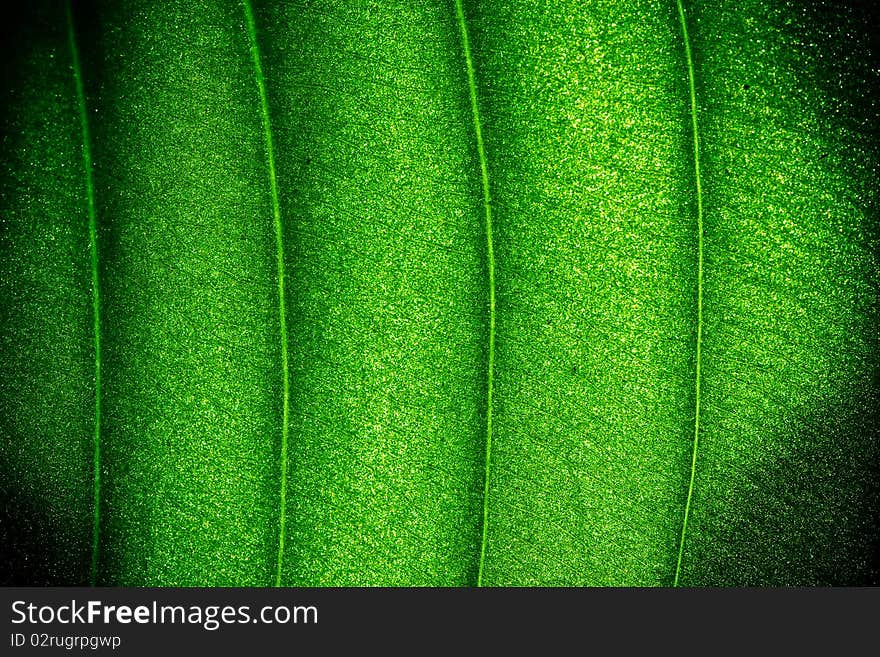 A very beautiful leaf texture. A very beautiful leaf texture