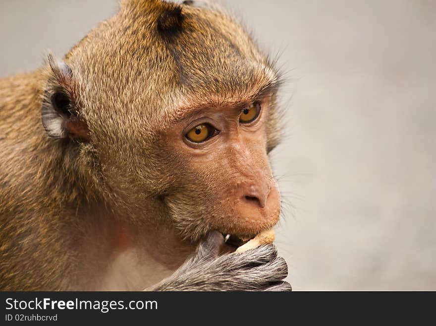 Little hungry monkey eating some food