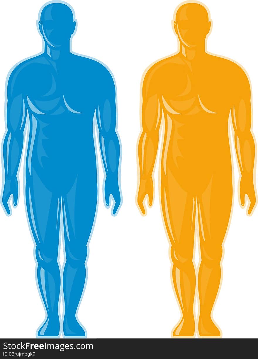 Male human anatomy standing