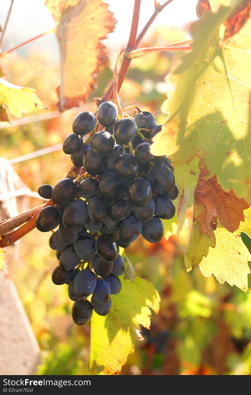 Ripe grapes of a wine grade hang on a rod, осення it is time harvesting. Ripe grapes of a wine grade hang on a rod, осення it is time harvesting