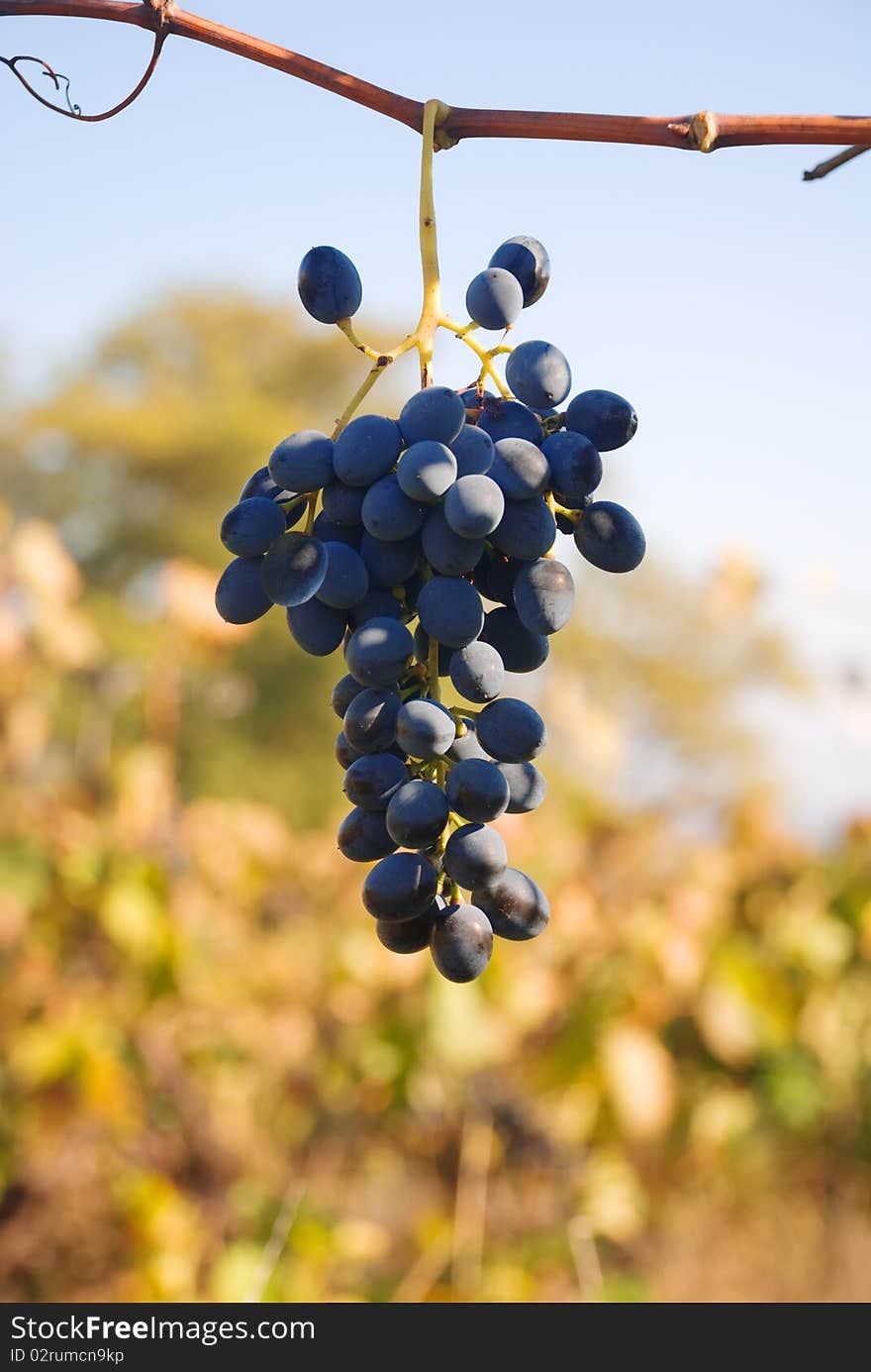 Ripe grapes on a rod