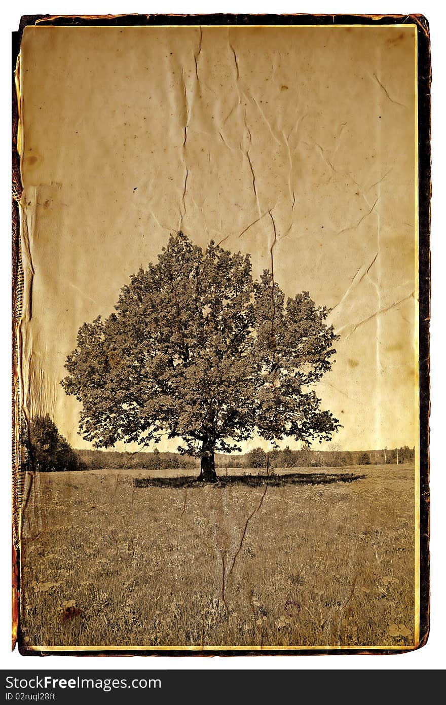 Big oak on aging photography