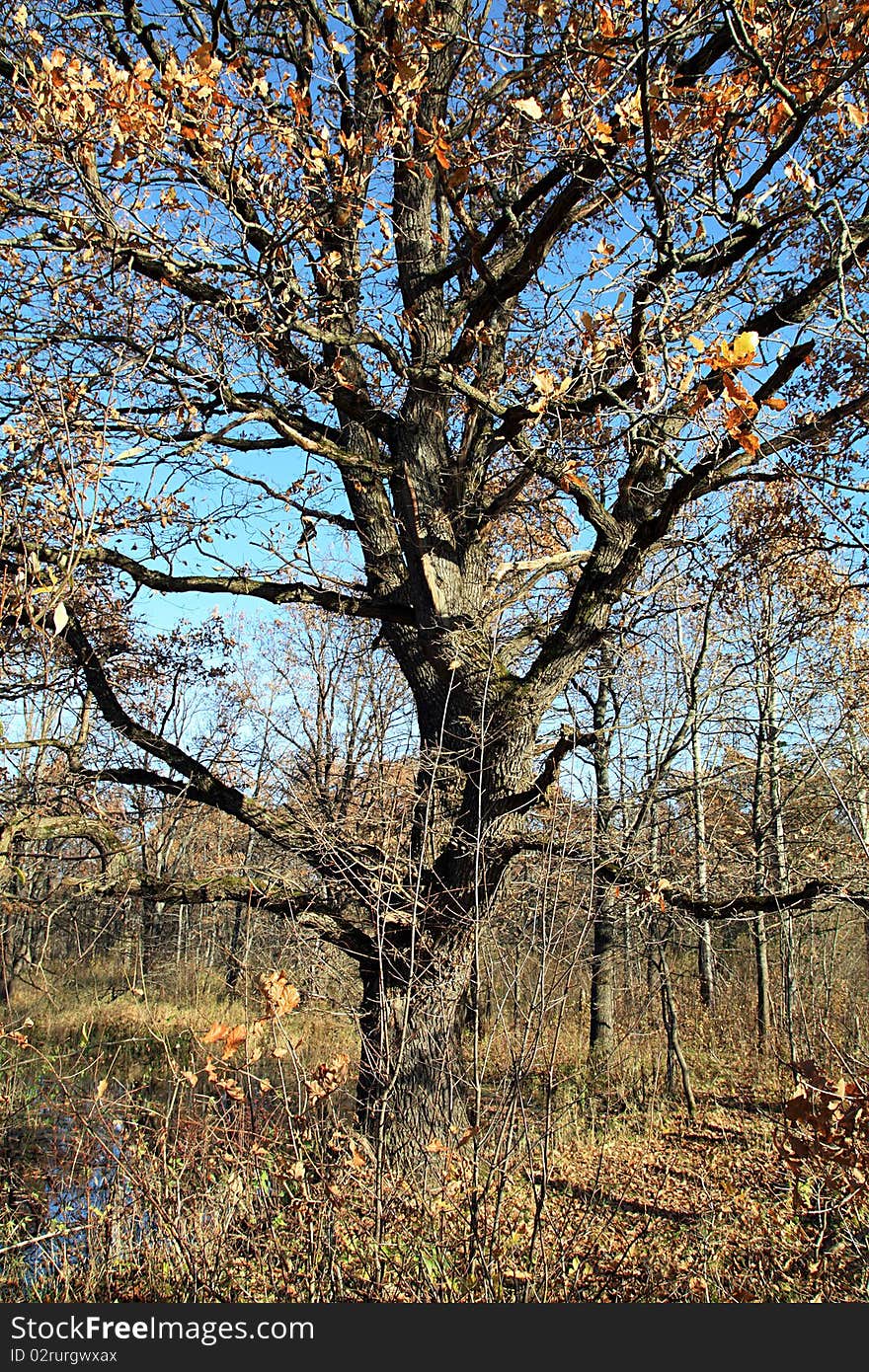 Autumn oak amongst dry herb