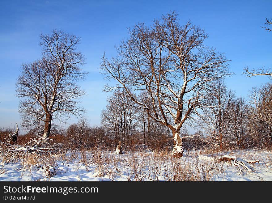 Big Oak In Snow