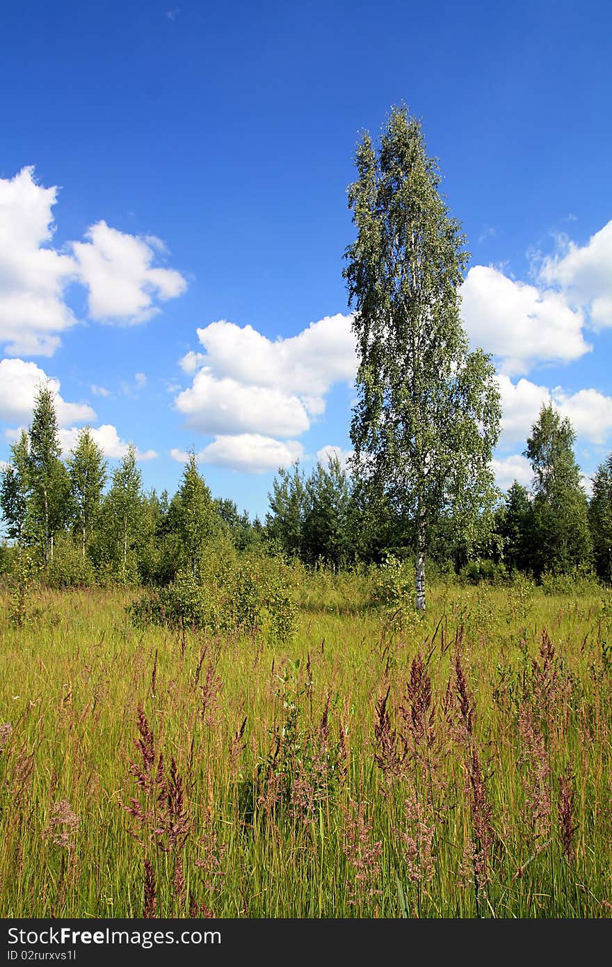 Green birch on autumn field