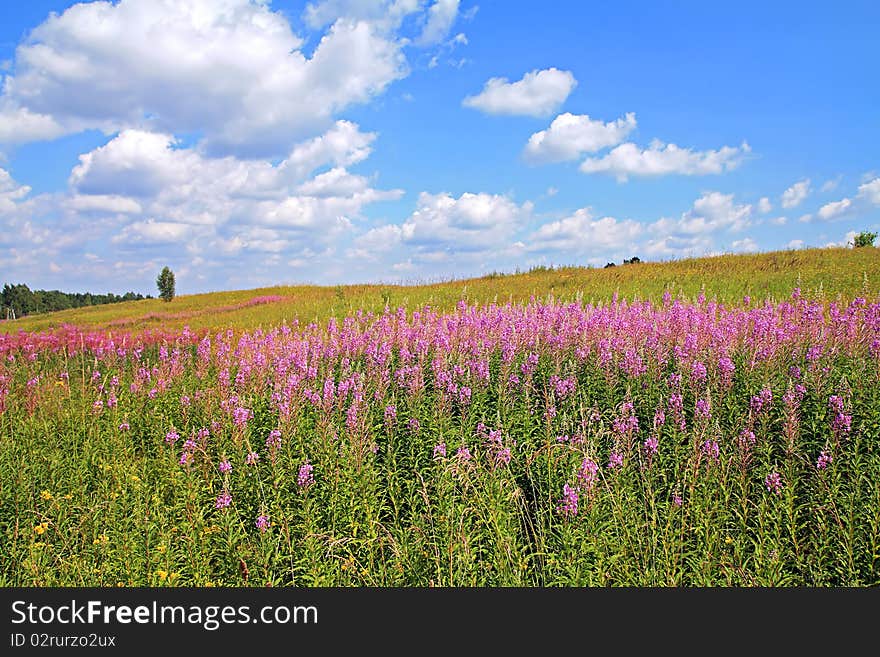 Violet flowerses on green field