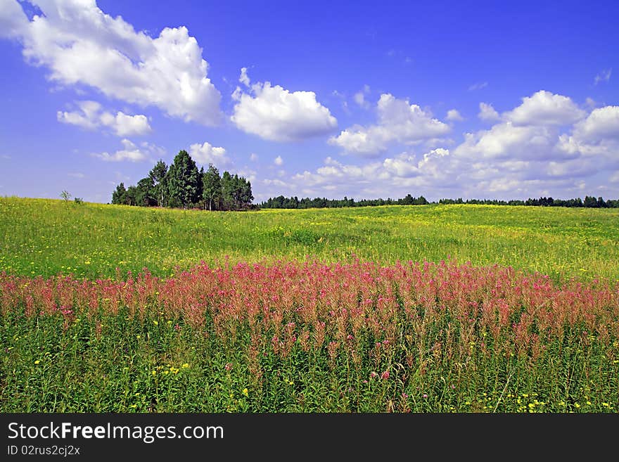 Violet flowerses on green field