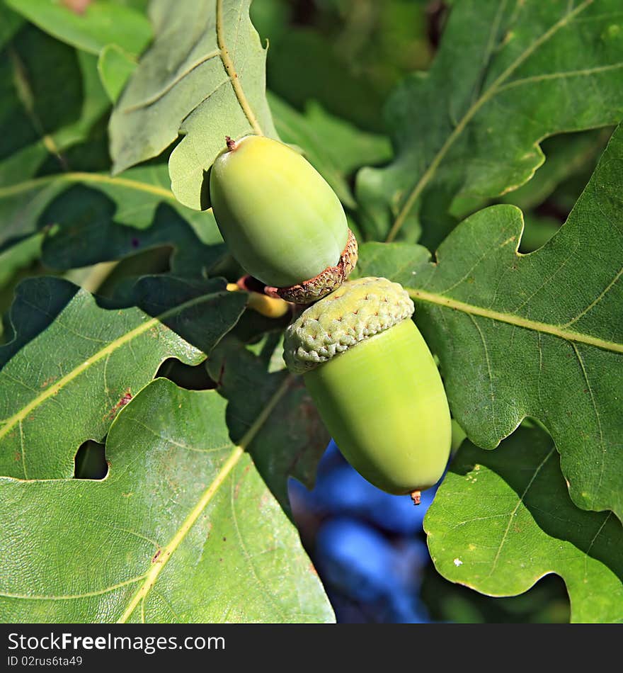 Acorn