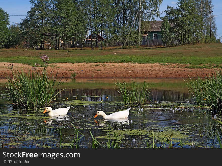 Two geese on lake near villages