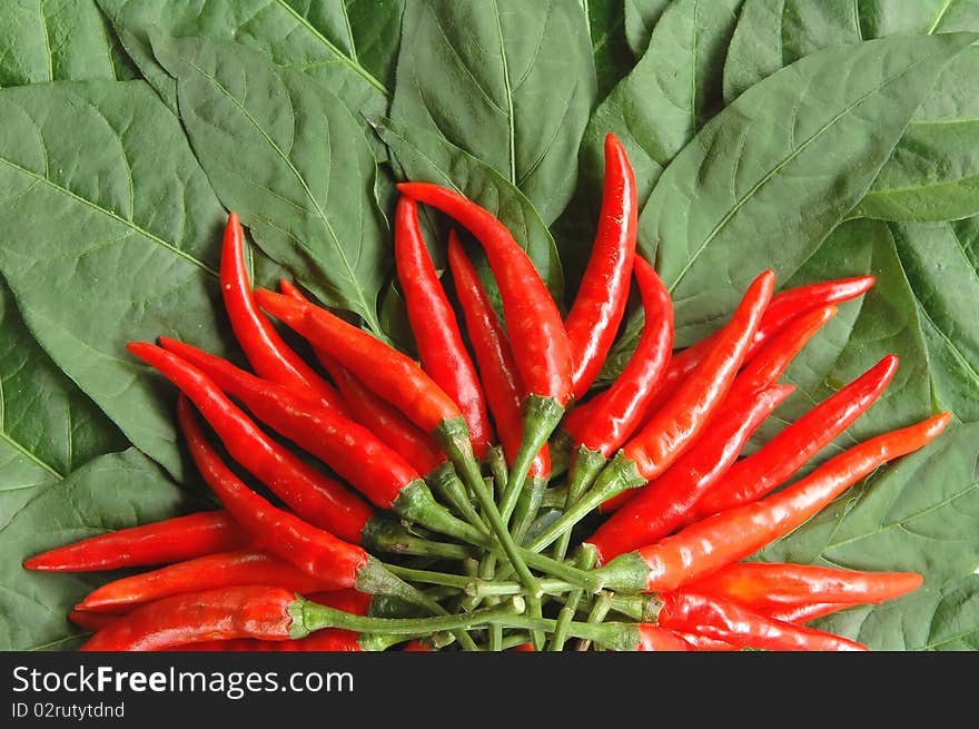 Fresh red chili on leaves