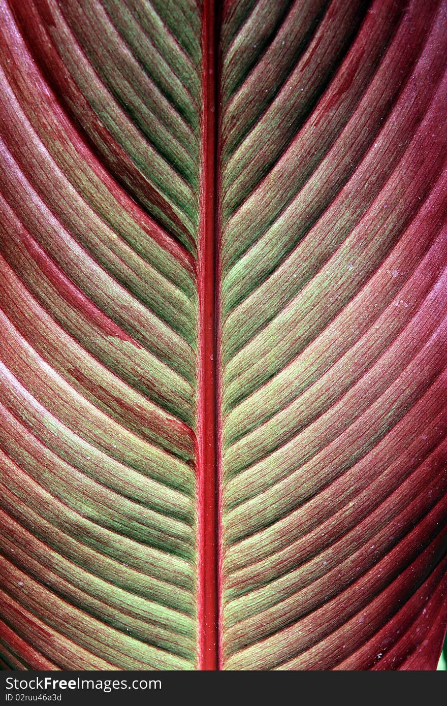 Detailed texture of the red sheet tree