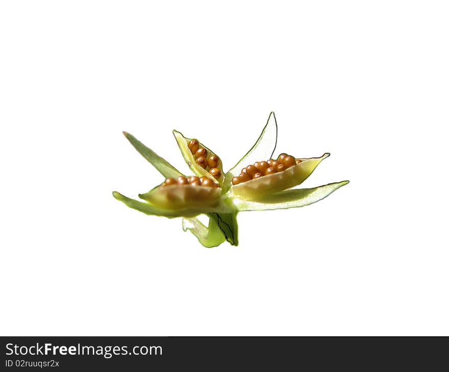 Violet seeds on white backgound