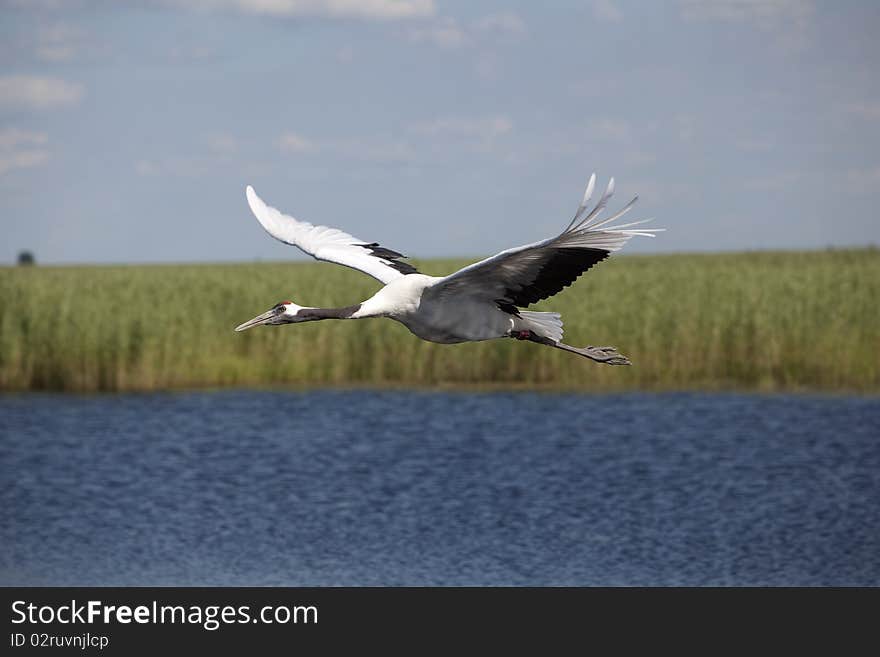 Red-crowned crane