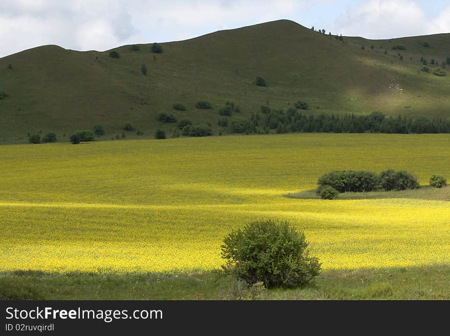 Rapeseed fields