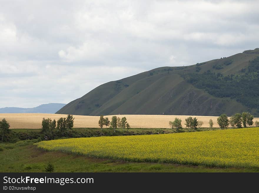 Rapeseed and wheat