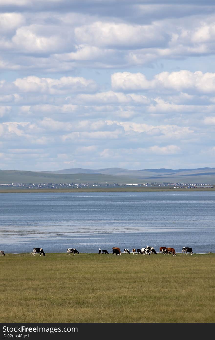 The summer prairies in Inner Mongolia of China. The summer prairies in Inner Mongolia of China