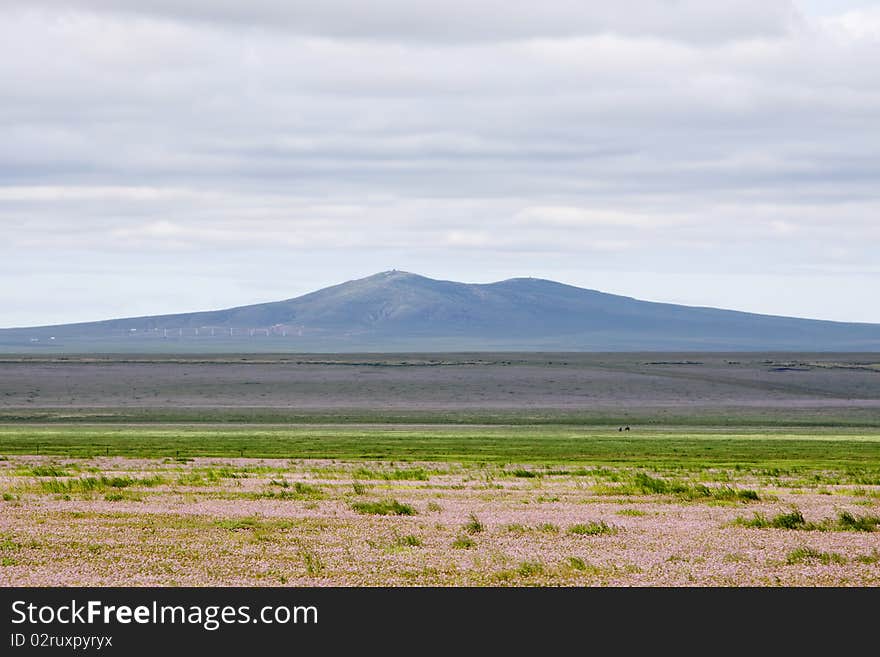 The wild flowers in summer meadow of Inner Mongolia, China