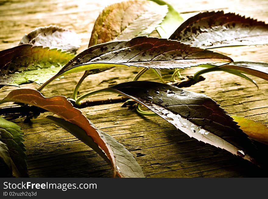 Autumn leaves in various colors over wooden background. Autumn leaves in various colors over wooden background