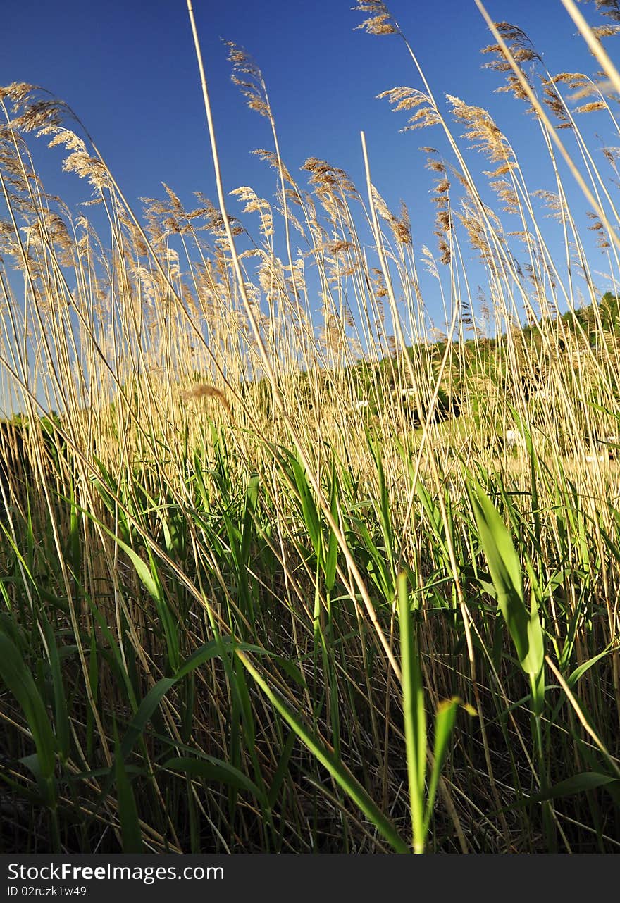 Acre of weed