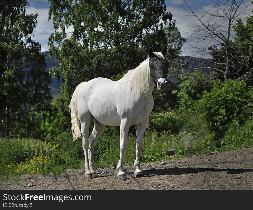 A white horse