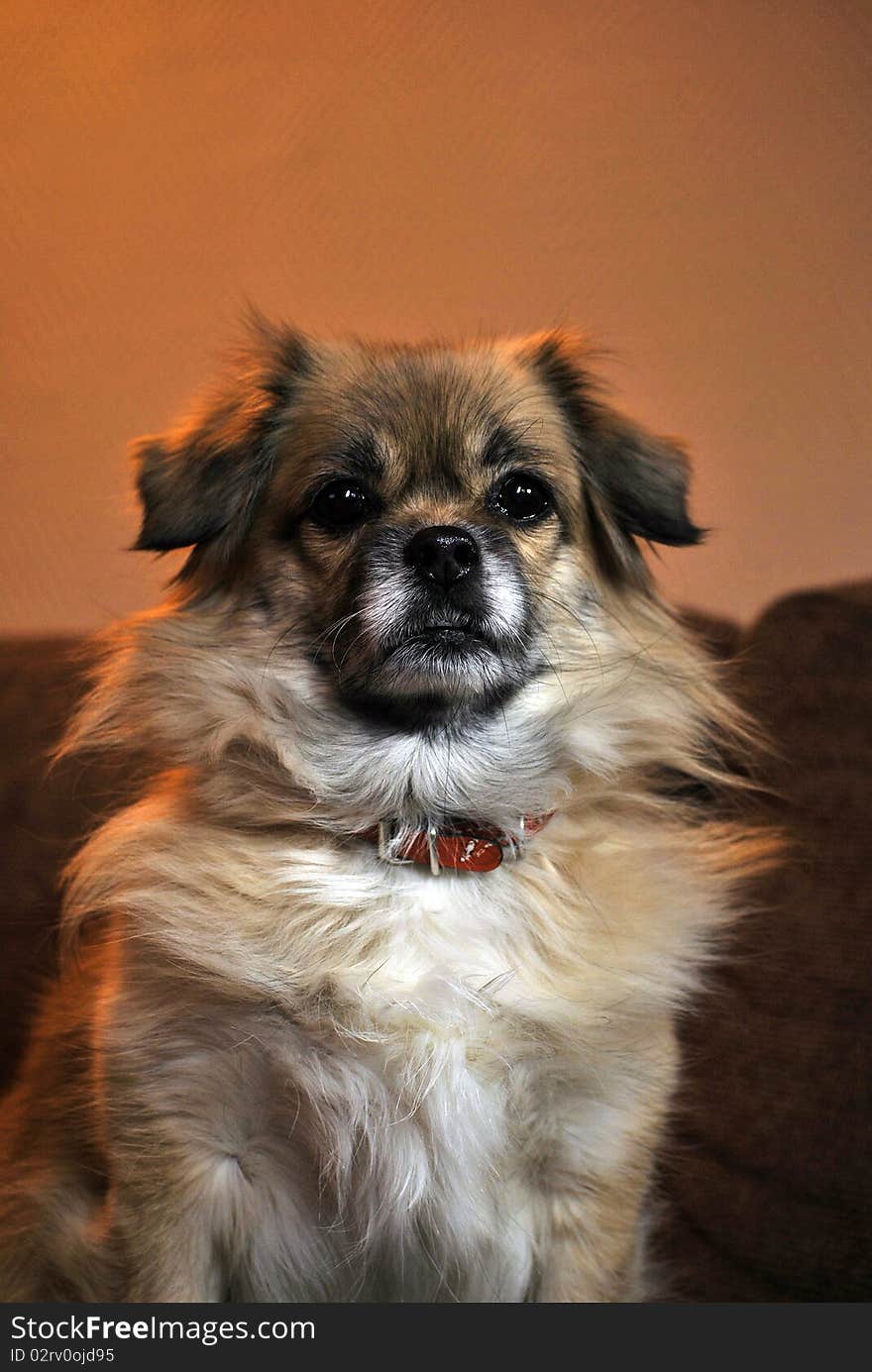 Toya the tibetanian spaniel