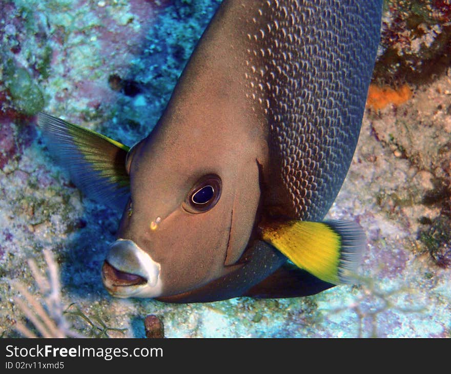 Grey Angel fish