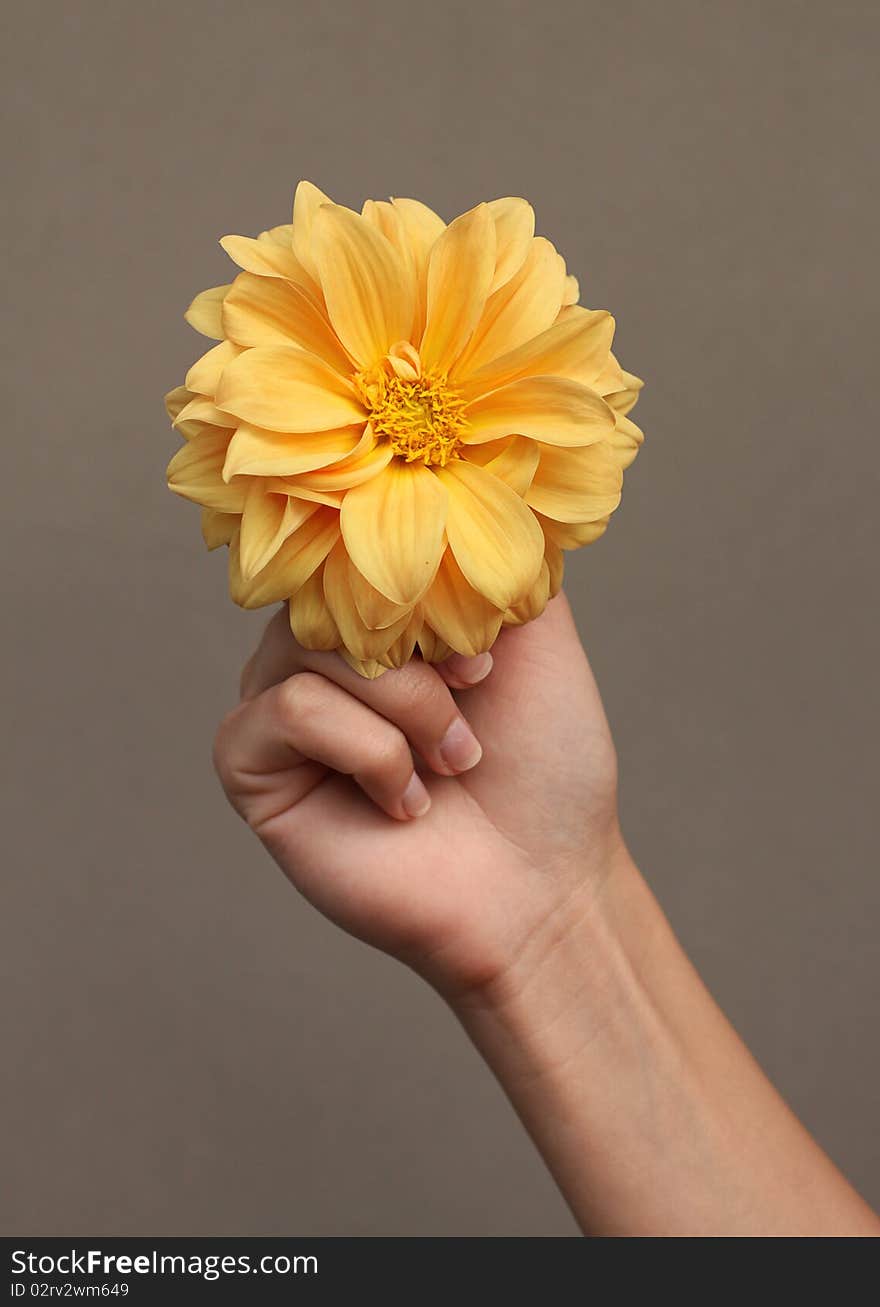 Flower in the hand on the background. Flower in the hand on the background