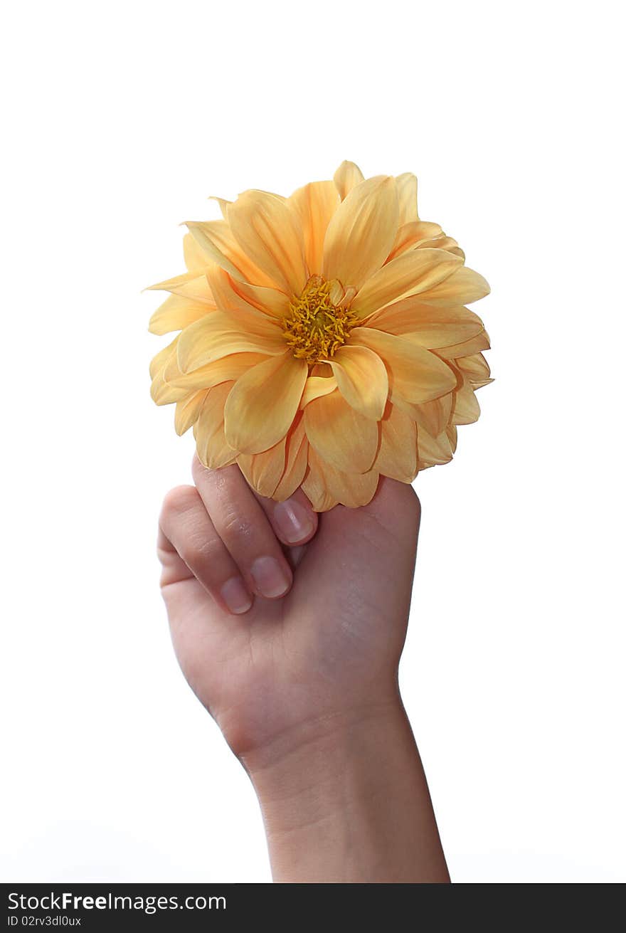 Flower in the hand on the white background