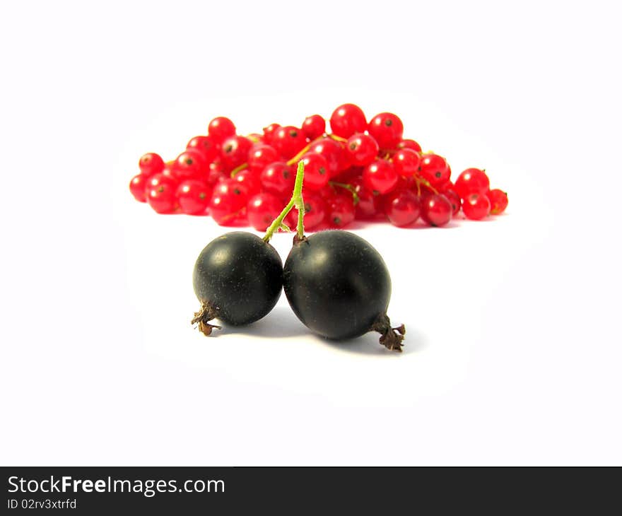 Black and red currant