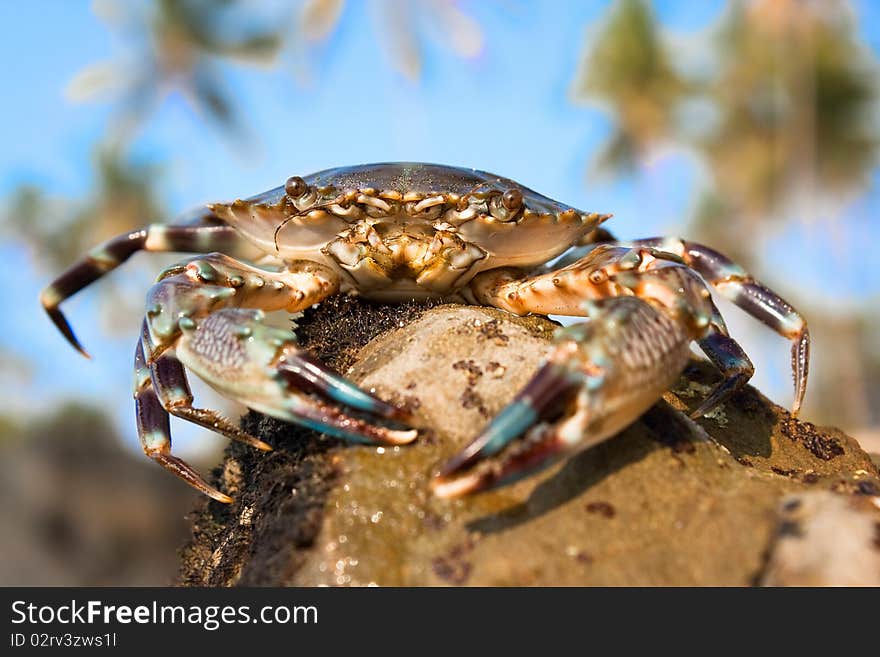 Big Crab on a beach in Indian sea against blue sky ,Goa,  India